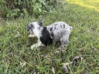 Prince, a male Miniature Schnauzer for sale in Adrian, MO – 4 of 4