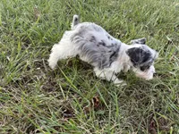 Paisley, a female Miniature Schnauzer for sale in Adrian, MO – 7 of 7