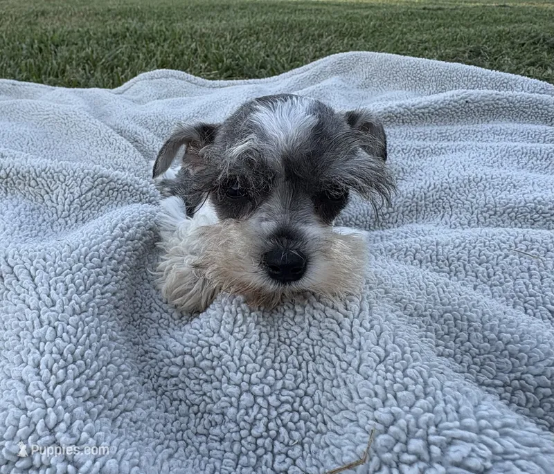 Petite Indigo  – Miniature Schnauzer puppy for sale in Adrian, MO