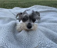 Petite Indigo , a male Miniature Schnauzer for sale in Adrian, MO – 1 of 4