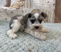 Domino, a male Miniature Schnauzer for sale in Adrian, MO – Photo 1 of 5