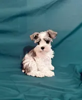 Domino new pics , a male Miniature Schnauzer for sale in Adrian, MO – Photo 2 of 5