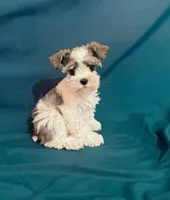 Domino new pics , a male Miniature Schnauzer for sale in Adrian, MO – Photo 4 of 5
