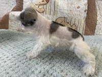 Domino, a male Miniature Schnauzer for sale in Adrian, MO – Photo 4 of 5