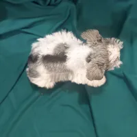 Domino new pics , a male Miniature Schnauzer for sale in Adrian, MO – Photo 5 of 5