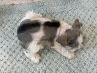 Domino, a male Miniature Schnauzer for sale in Adrian, MO – Photo 3 of 5