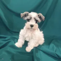 Domino new pics , a male Miniature Schnauzer for sale in Adrian, MO – Photo 3 of 5