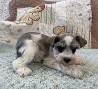 Domino, a male Miniature Schnauzer for sale in Adrian, MO – Photo 2 of 5