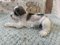 Domino, a male Miniature Schnauzer for sale in Adrian, MO – Photo 5 of 5