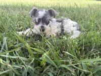 HOLD Indigo , a male Miniature Schnauzer for sale in Adrian, MO – 4 of 4