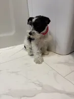 Tinkerbell Red, a female Miniature Schnauzer for sale in Adrian, MO – 5 of 7