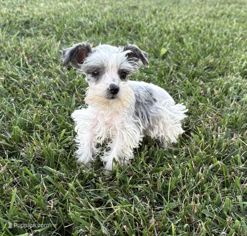So Tiny Precious – Miniature Schnauzer puppy for sale in Adrian, MO