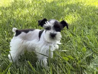 Daisy, a female Miniature Schnauzer for sale in Adrian, MO – 4 of 9