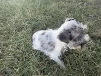 VERY PETITE Pixie, a female Miniature Schnauzer for sale in Adrian, MO – Photo 6 of 8