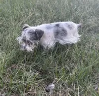 VERY PETITE Pixie, a female Miniature Schnauzer for sale in Adrian, MO – Photo 5 of 8