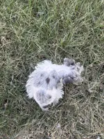 VERY PETITE Pixie, a female Miniature Schnauzer for sale in Adrian, MO – Photo 8 of 8