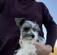 VERY PETITE Pixie, a female Miniature Schnauzer for sale in Adrian, MO – Photo 3 of 8