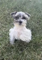 VERY PETITE Pixie, a female Miniature Schnauzer for sale in Adrian, MO – Photo 4 of 8