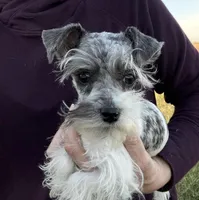 VERY PETITE Pixie, a female Miniature Schnauzer for sale in Adrian, MO – Photo 1 of 8