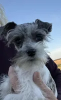 VERY PETITE Pixie, a female Miniature Schnauzer for sale in Adrian, MO – Photo 2 of 8