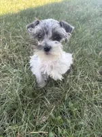 VERY PETITE Pixie, a female Miniature Schnauzer for sale in Adrian, MO – Photo 7 of 8