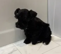 Aspen, a female Miniature Schnauzer for sale in Adrian, MO – 3 of 7