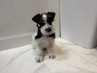 Dash, a female Miniature Schnauzer for sale in Adrian, MO – 7 of 8