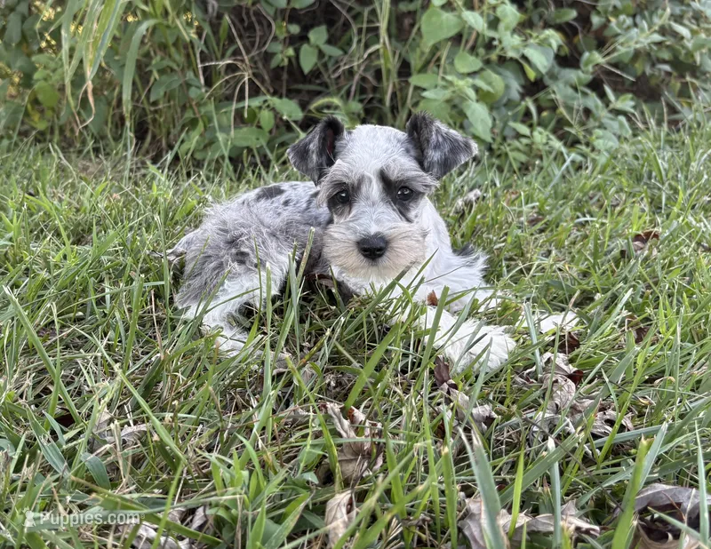 Prince – Miniature Schnauzer puppy for sale in Adrian, MO