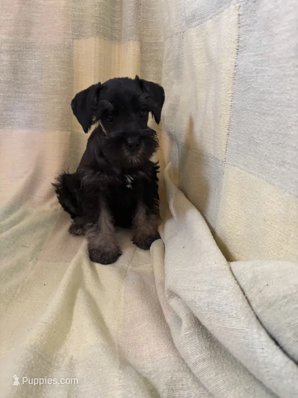 Kash – Miniature Schnauzer puppy for sale in Adrian, MO