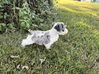Paisley, a female Miniature Schnauzer for sale in Adrian, MO – 5 of 7