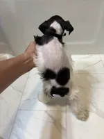 Dash, a female Miniature Schnauzer for sale in Adrian, MO – 8 of 8