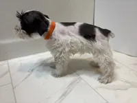 Truffles Orange, a female Miniature Schnauzer for sale in Adrian, MO – 6 of 7