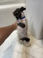 Tickles Blue, a female Miniature Schnauzer for sale in Adrian, MO – 2 of 8
