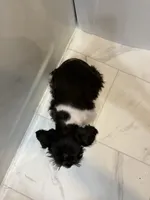 Archer, a male Miniature Schnauzer for sale in Adrian, MO – 2 of 7