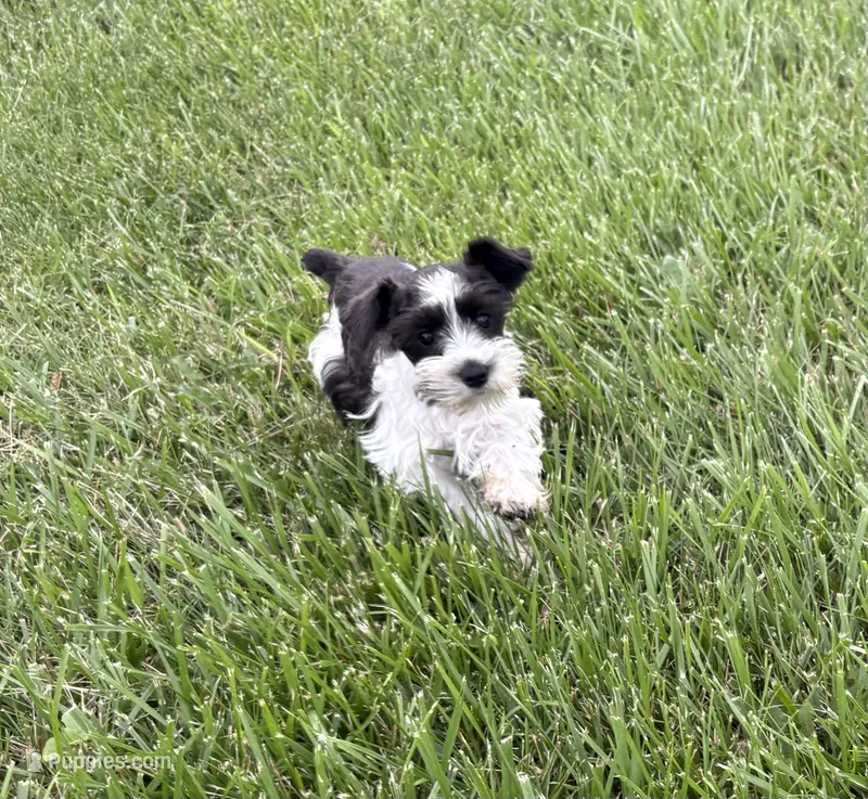 Taylor Green – Miniature Schnauzer puppy for sale in Adrian, MO
