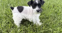 Dixie, a female Miniature Schnauzer for sale in Adrian, MO – 2 of 6