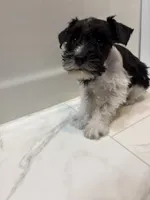 Archer, a male Miniature Schnauzer for sale in Adrian, MO – 7 of 7
