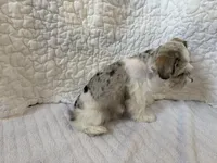 Watson, a male Miniature Schnauzer for sale in Adrian, MO – Photo 6 of 8