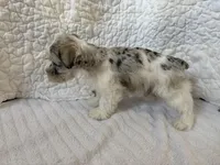 Watson, a male Miniature Schnauzer for sale in Adrian, MO – Photo 3 of 8