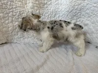 Watson, a male Miniature Schnauzer for sale in Adrian, MO – Photo 8 of 8