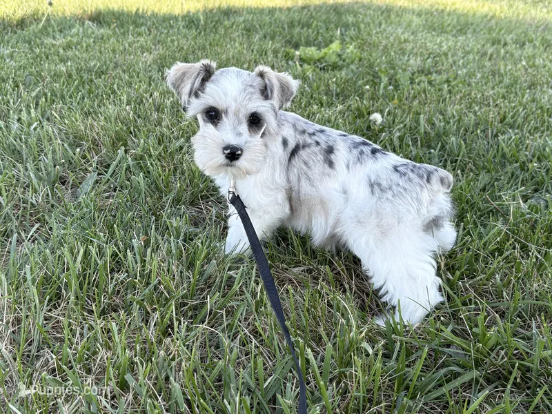 Watson – Miniature Schnauzer puppy for sale in Adrian, MO