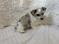 Watson, a male Miniature Schnauzer for sale in Adrian, MO – Photo 4 of 8