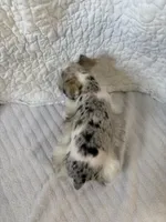 Watson, a male Miniature Schnauzer for sale in Adrian, MO – Photo 2 of 8