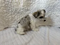 Watson, a male Miniature Schnauzer for sale in Adrian, MO – Photo 5 of 8