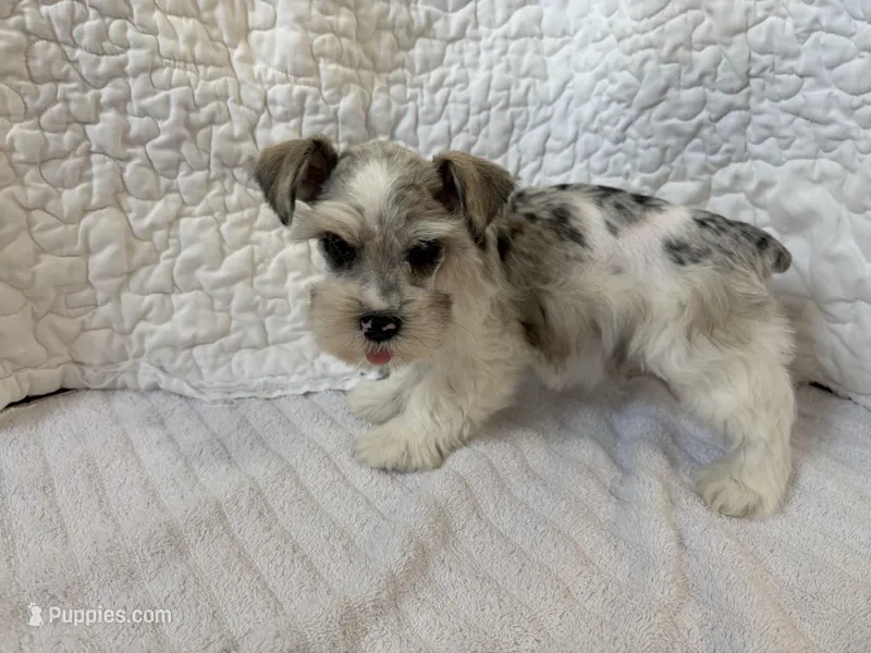Watson – Miniature Schnauzer puppy for sale in Adrian, MO