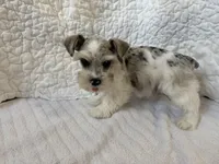 Watson, a male Miniature Schnauzer for sale in Adrian, MO – Photo 1 of 8