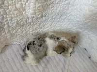 Watson, a male Miniature Schnauzer for sale in Adrian, MO – Photo 7 of 8