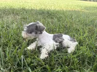 HOLD Indigo , a male Miniature Schnauzer for sale in Adrian, MO – 2 of 4