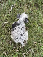 Prince, a male Miniature Schnauzer for sale in Adrian, MO – 2 of 4