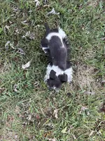 Pringle, a male Miniature Schnauzer for sale in Adrian, MO – 3 of 5